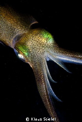 My dive buddy and I saw this squid doing a beautiful ligh... by Klaus Stiefel 